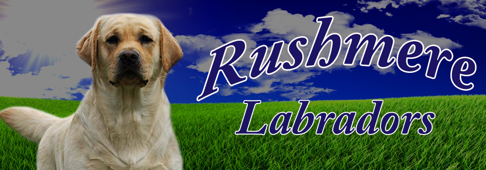 Etta Labrador Retrievers Virginia Labs Labradors Labradors Black Labs Labs Yellow Labs Breeders